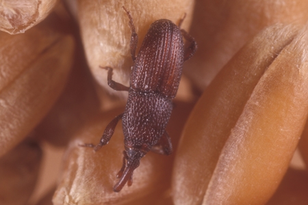 A granary weevil.