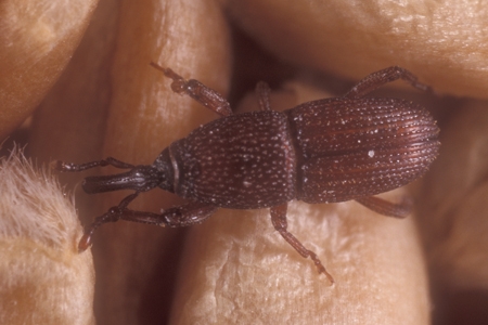 A granary weevil.
