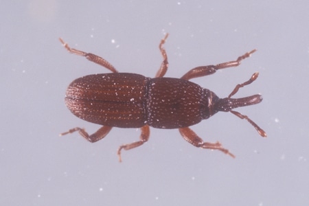 A granary weevil