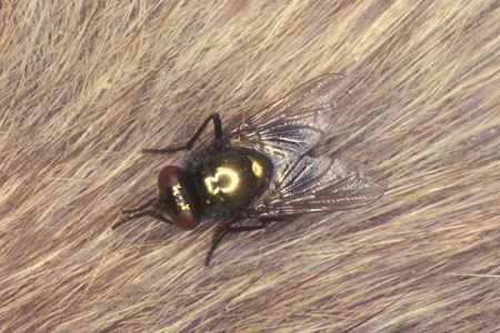 A green bottle fly