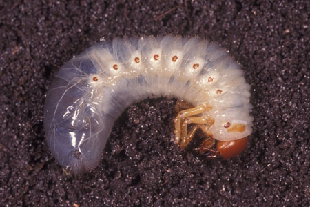 A grub worm.