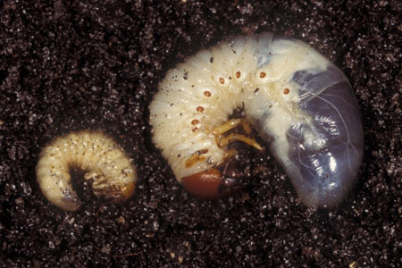 Two grub worms