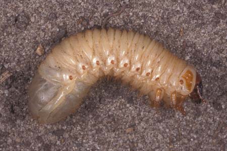 A grub worm.