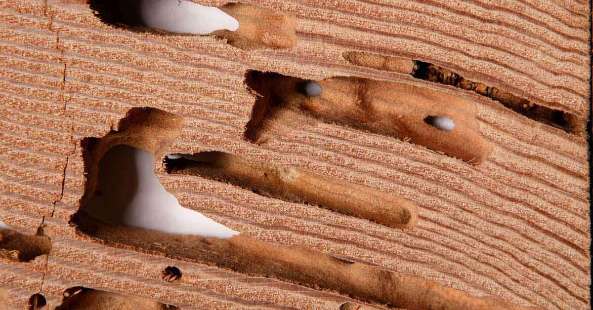 Wood with termite damage.