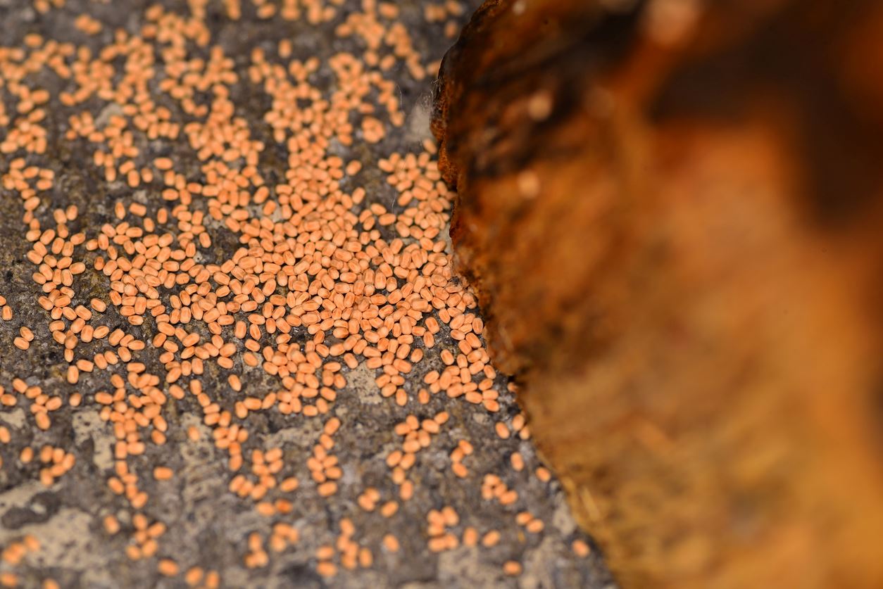 Close up of drywood termite droppings next to wood on concrete floor