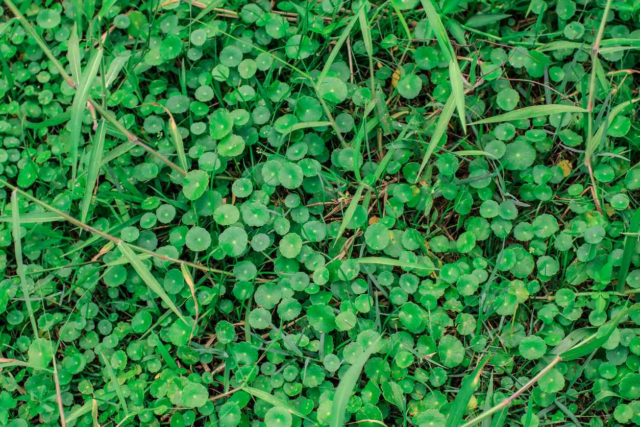 Dollarweed and grass on the dirt ground