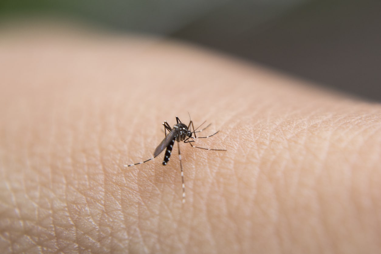 Mosquitoes landing on someone's arm. 