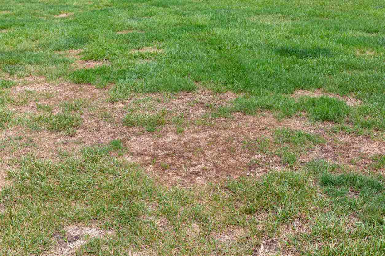 Dead grass in lawn from grubs and fall armyworm damage.