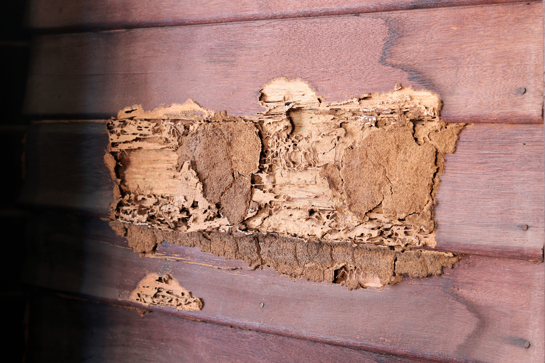 An exterior wall that has been eaten away by termites.
