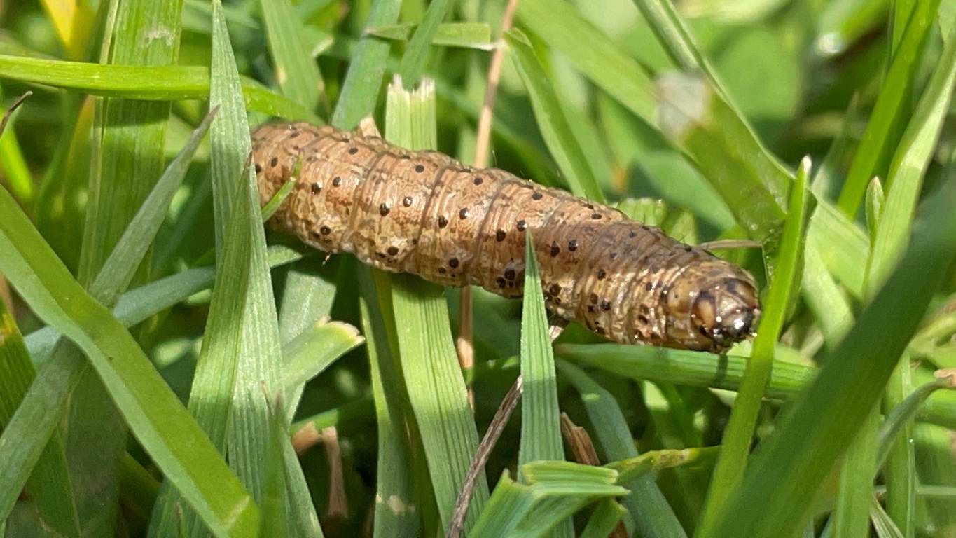 a caterpillar in the grass