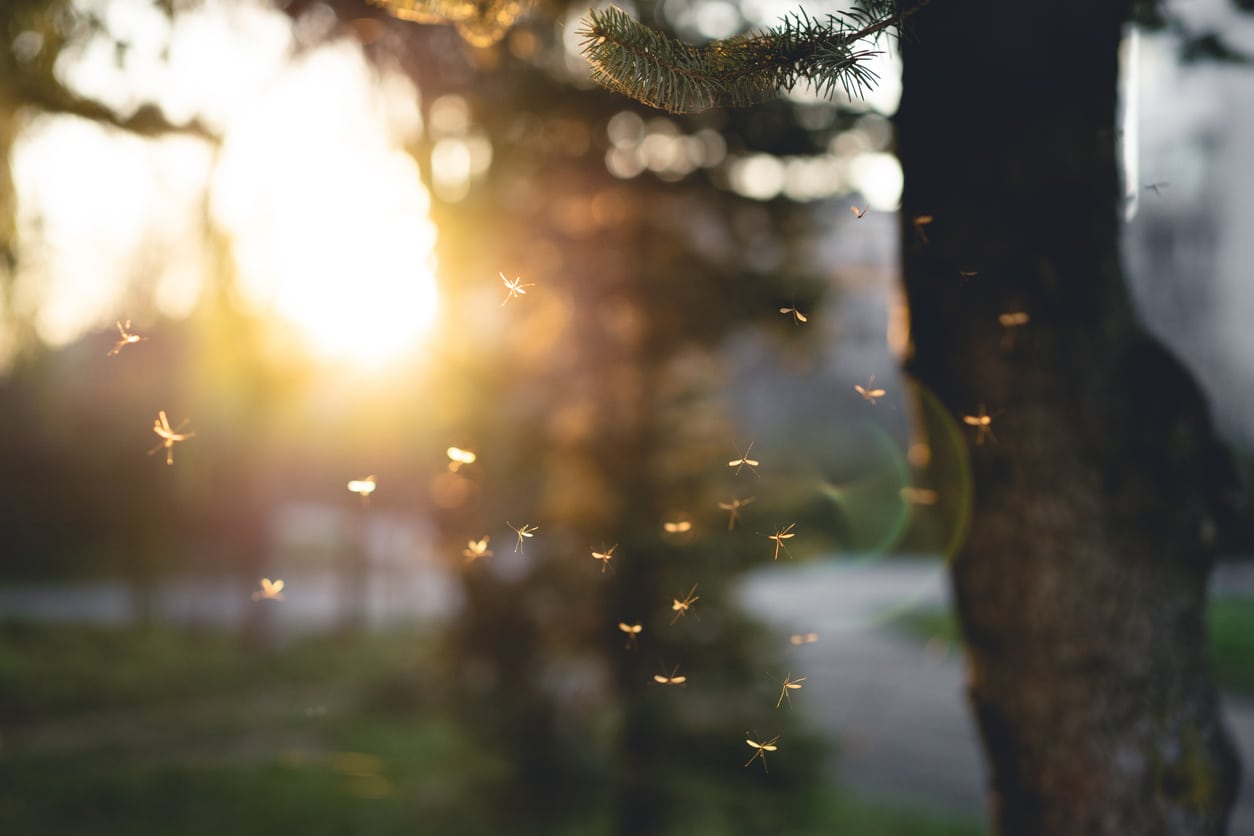 A swarm of mosquitoes outside with the sunset in the background.