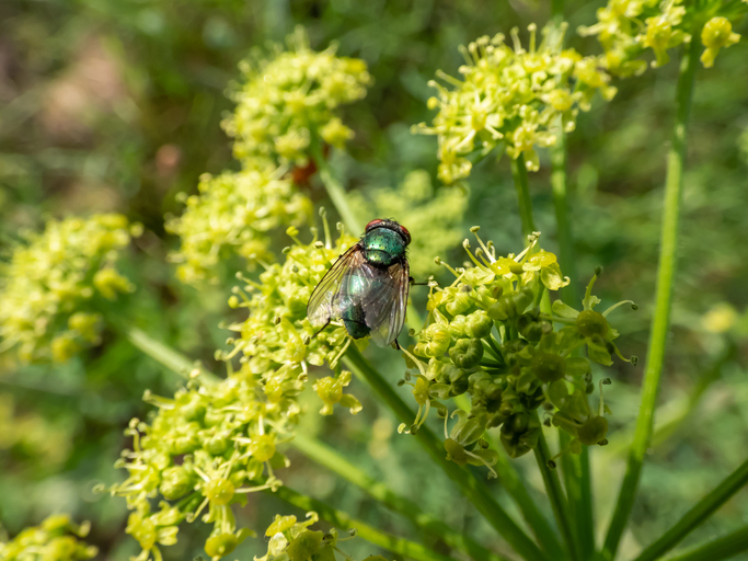 Green blowfly surrounded by green vegetation