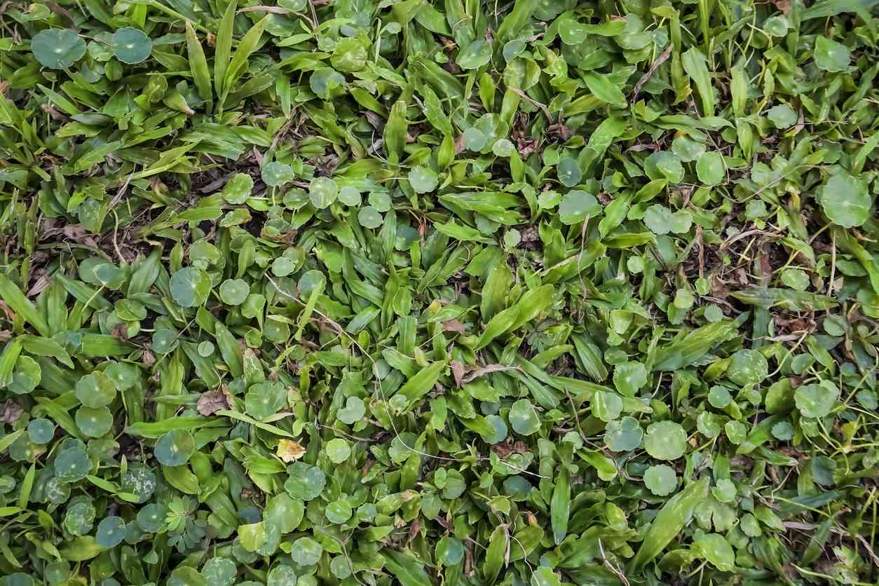 Closeup photo of indian Pennywort