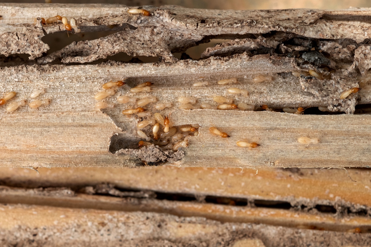 Close-up of termites inside wooden planks.