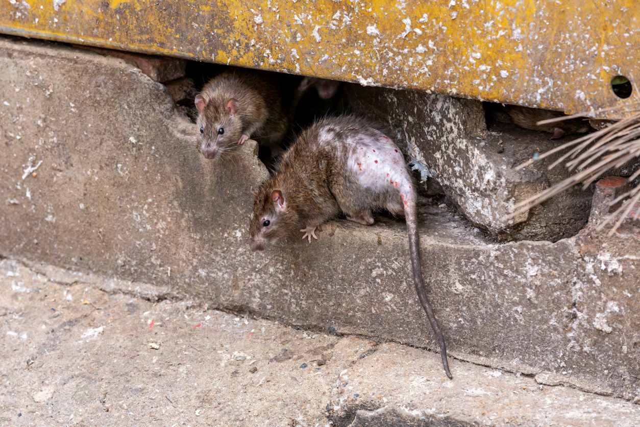 Patchy, spotted rats leaving through a hole in the wall.