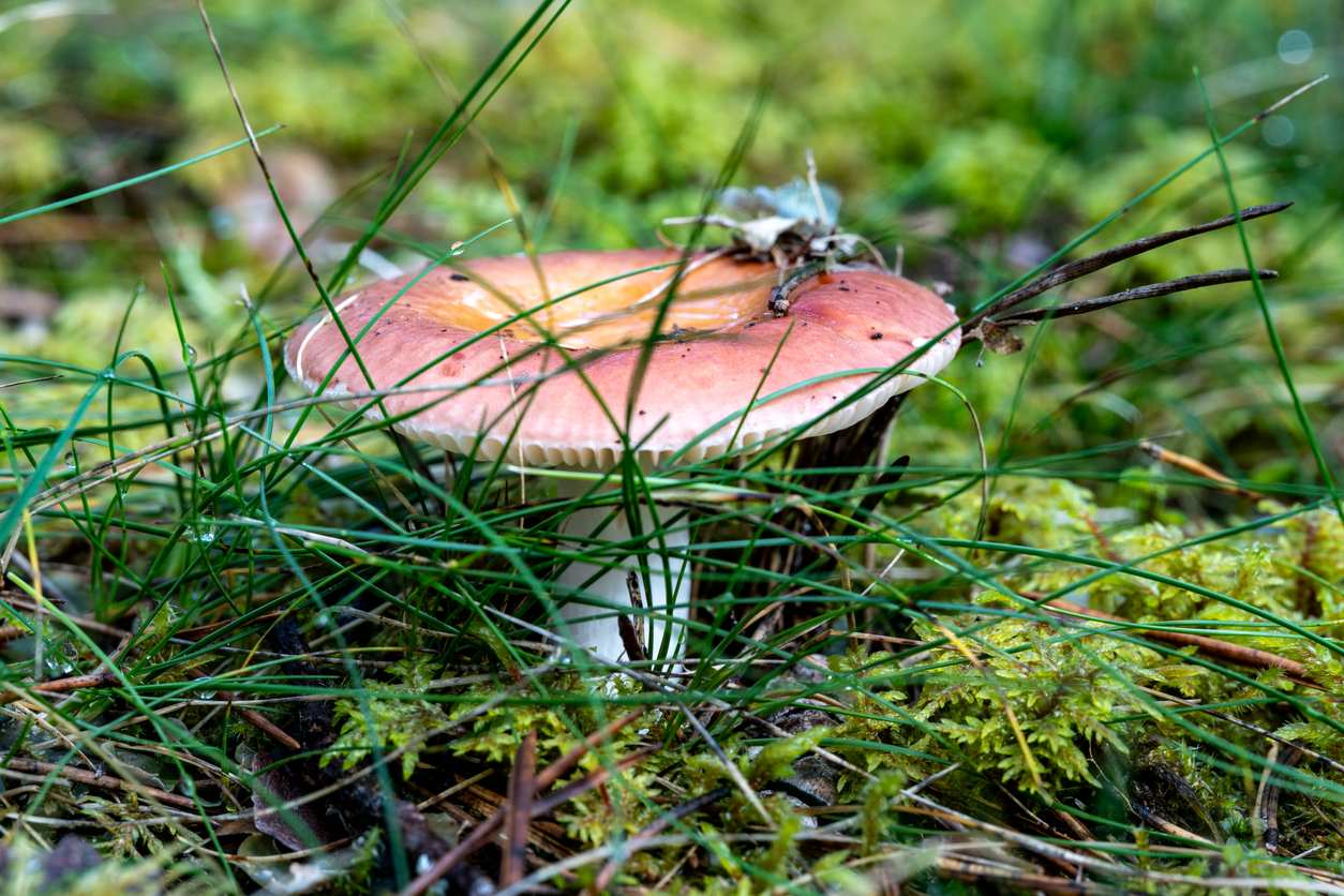 Pink Russula mushroom growing in the grass.