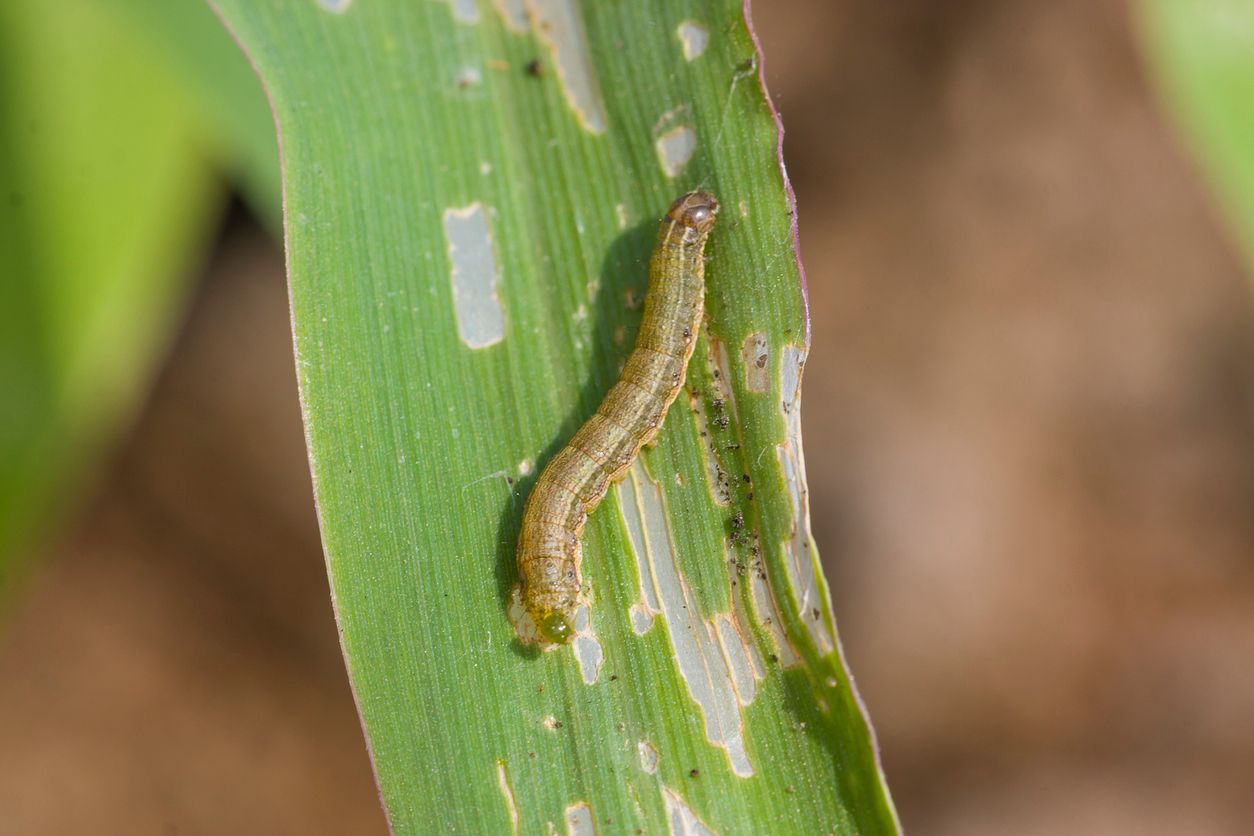 Fall armyworm Spodoptera frugiperda (Smith 1797) on the corn leaf