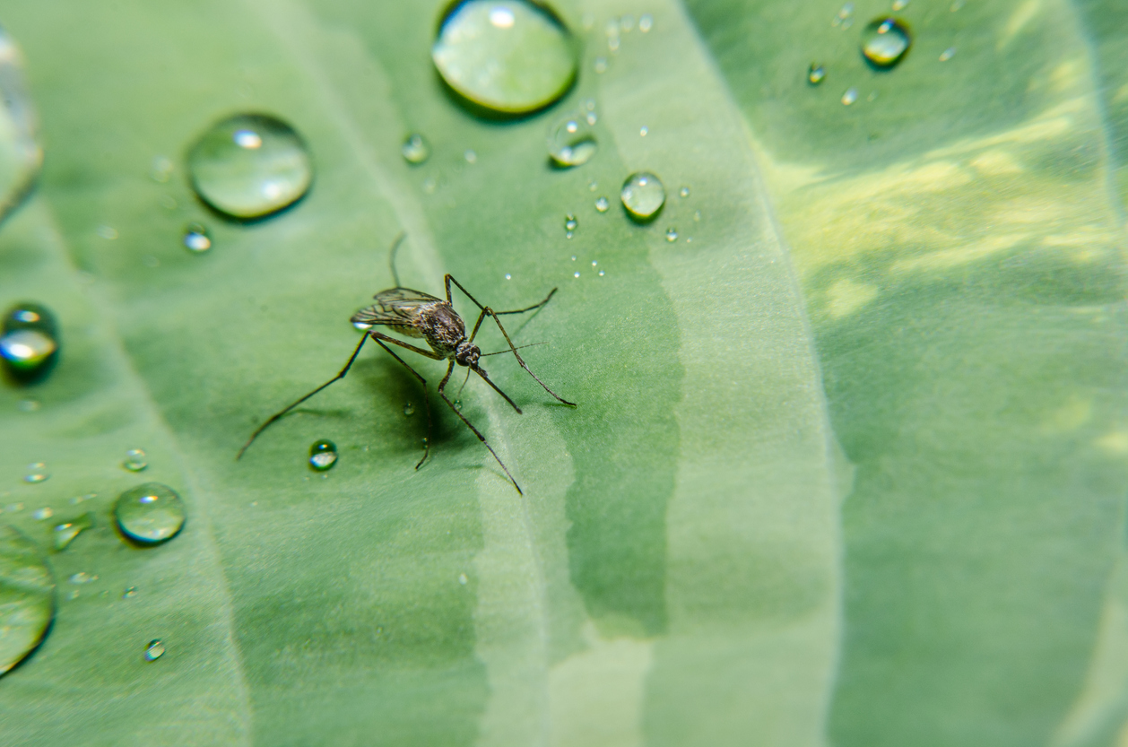 A mosquito on a wet leaf with water droplets.