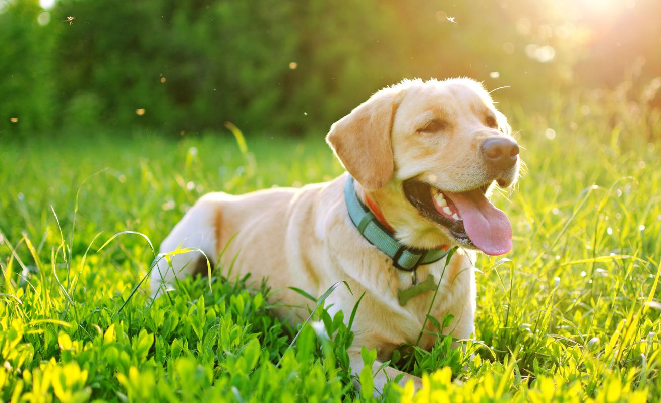 labrador in the grass.