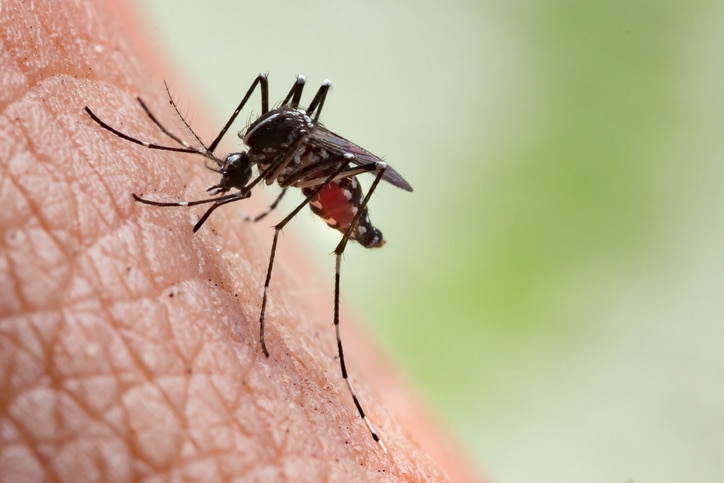 Close up of a mosquito on a persons skin