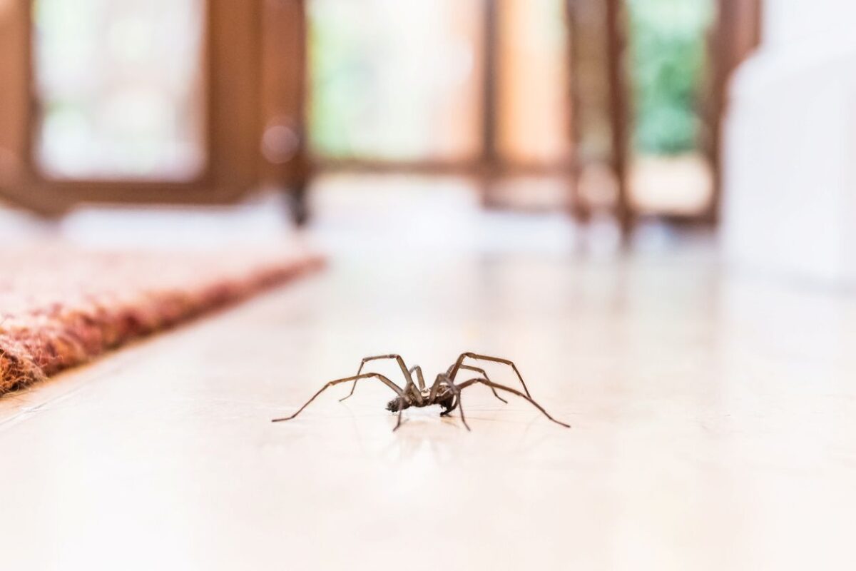 A house spider walks along the tile floor of a home.