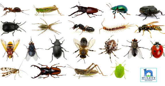 Multiple insects and bugs.