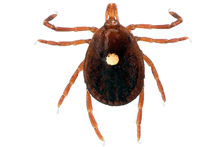 A lone star tick.