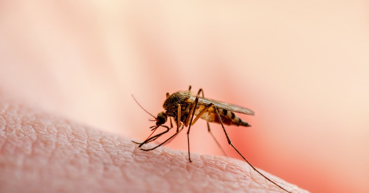 Closeup of a mosquito on skin.