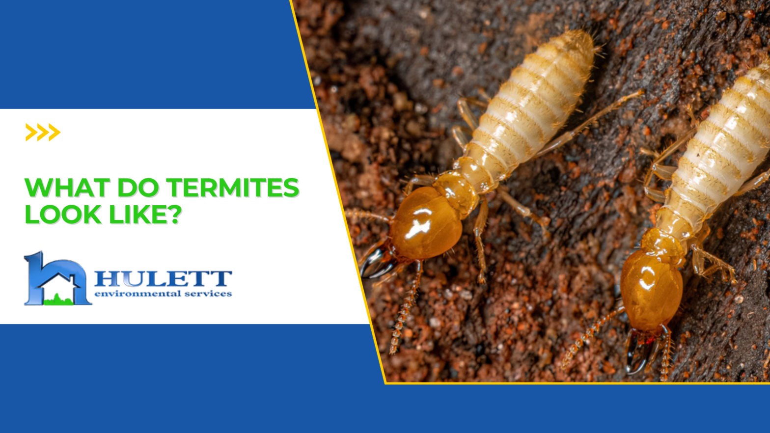 2 termites standing next to each other.