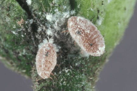 Pink hibiscus mealybugs.