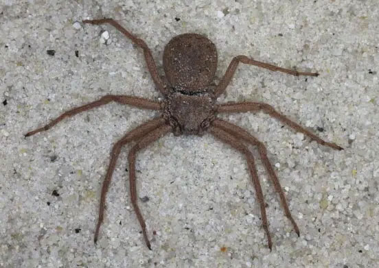 Six Eyed Sand Spider