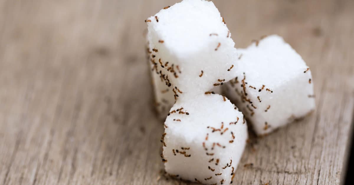 Ants on sugar cubes.