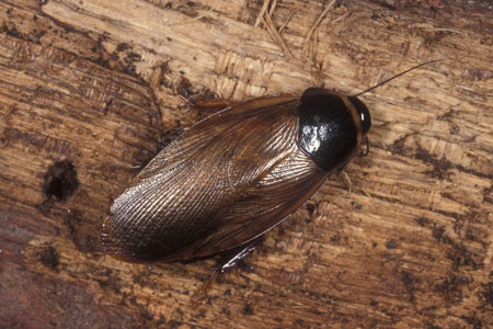 A surinam roach.