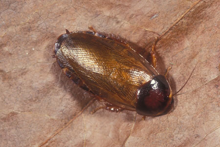 A surinam roach.