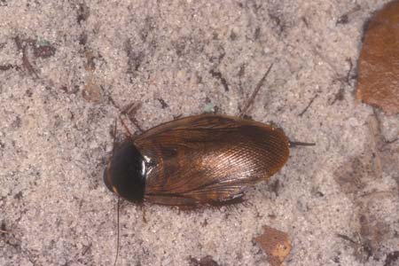 surinam roach.