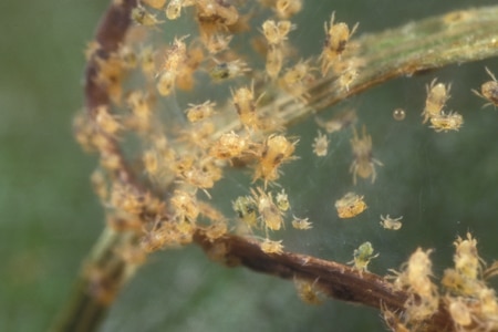 Multiple two spotted spider mites